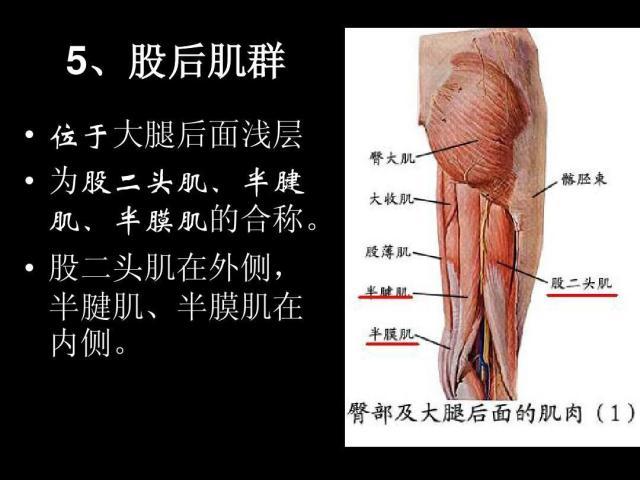 1673145901101068732.jpg 半膜肌.jpg